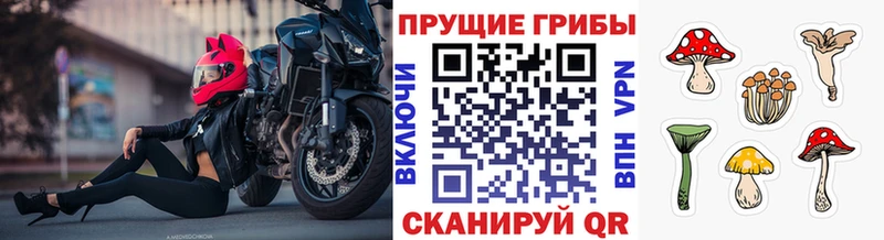 kraken ССЫЛКА  Суворов  Галлюциногенные грибы Psilocybine cubensis 